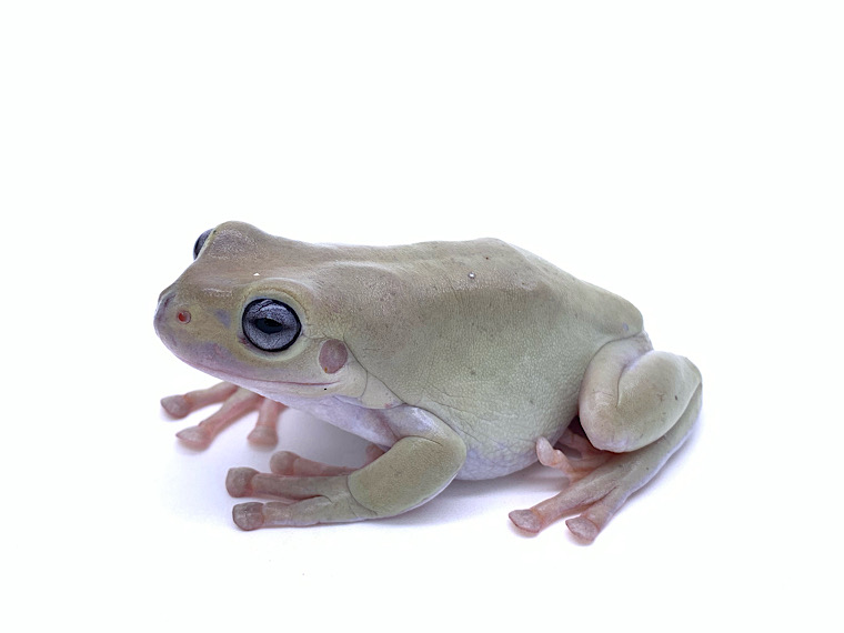 White’s Tree Frog